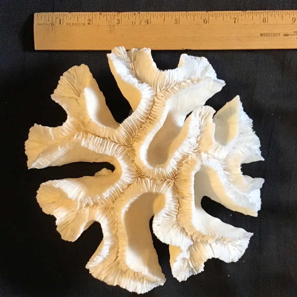 Authentic White Brain Coral Specimen - Picture 8 of 9